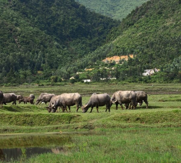 Da Nang Cycling Off the Beaten Track